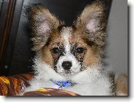 Allain �ajov� l�stek