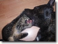 Cip Norostar a Ko�ka dom�c�