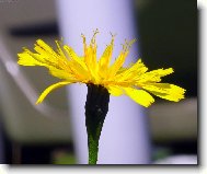 PAMPELI�KA - MAKRO