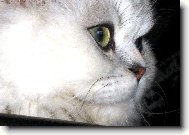 persk� kocour
