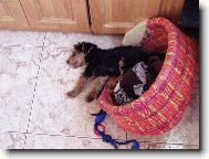 Nero spink�