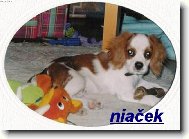 nia�ek