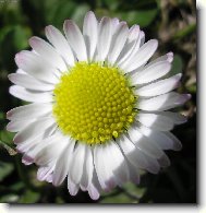 Jarn� zahrada