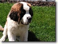 Fido byst��