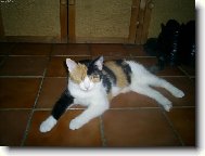 Ka�enka