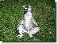 Lemur ZOO Le�n�