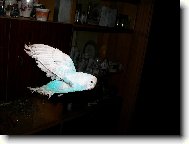 N� Pep��ek