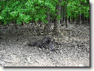 divo��k