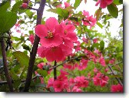 kv�te�ek