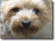 Tobi�