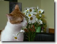 �imon