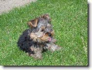 Tilly v tr�v�