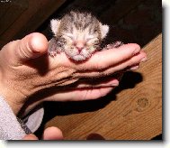 Slep� ko��tko