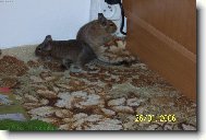 Osm�k degu
