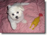 Bude dnes k ob�du pe�en� slepice?