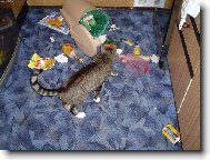 Popel�� Mike�