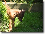 Rhod�sk� ridgeback
