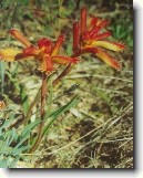 Anigozantos, klokan� tlapka