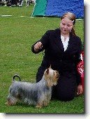 Australsk� silky teri�r