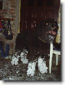 Flandersk� bouvier