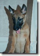 Belgick� ov��k - Malinois