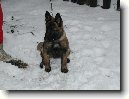 Belgick� ov��k - Malinois