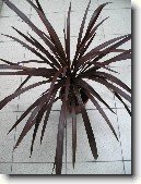 Dra�inka, kordyline