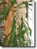 Dra�inec, drac�na