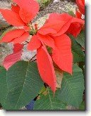 Pry�ec n�dhern�, v�no�n� hv�zda, poinsetie