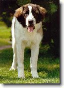 Moskevsk� str�n� pes