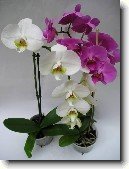 Faleponis, m�rovec