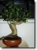 Strom tis�ce hv�zd, serisa