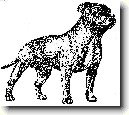 Staford��rsk� bullterier