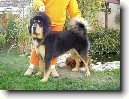 Tibetsk� doga