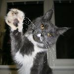 Chovatelska stanice ps�: HV�ZDA OBZORU_MCO