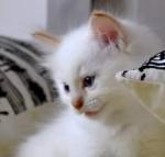 Chovatelska stanice ps�: ORISTAR* CZ