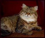 Chovatelska stanice ps�: AMAVI*PL