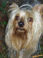 Chovatelska stanice ps�: SUNNYDAY SILKY