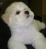 Chovatelska stanice ps�: CHARNETT