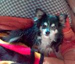 Chovatelska stanice ps�: Z LEV�NSK�HO DVORA