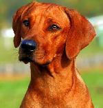 Chovatelska stanice ps�: O�I SFINGY