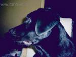 Chovatelska stanice ps�: LABRADOR Z OL��