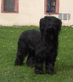 Chovatelska stanice ps�: DE GRIS KARO