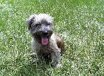 Chovatelska stanice ps�: �TY�L�STEK